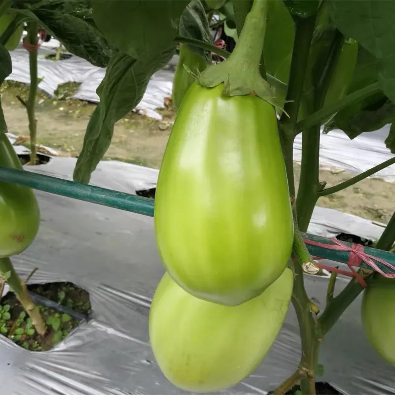Green Can Eggplant Seeds - Image 6