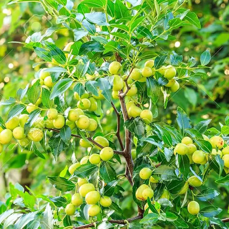 Green Giant Sweet Jujube Fruit Apple Jujube - Image 6