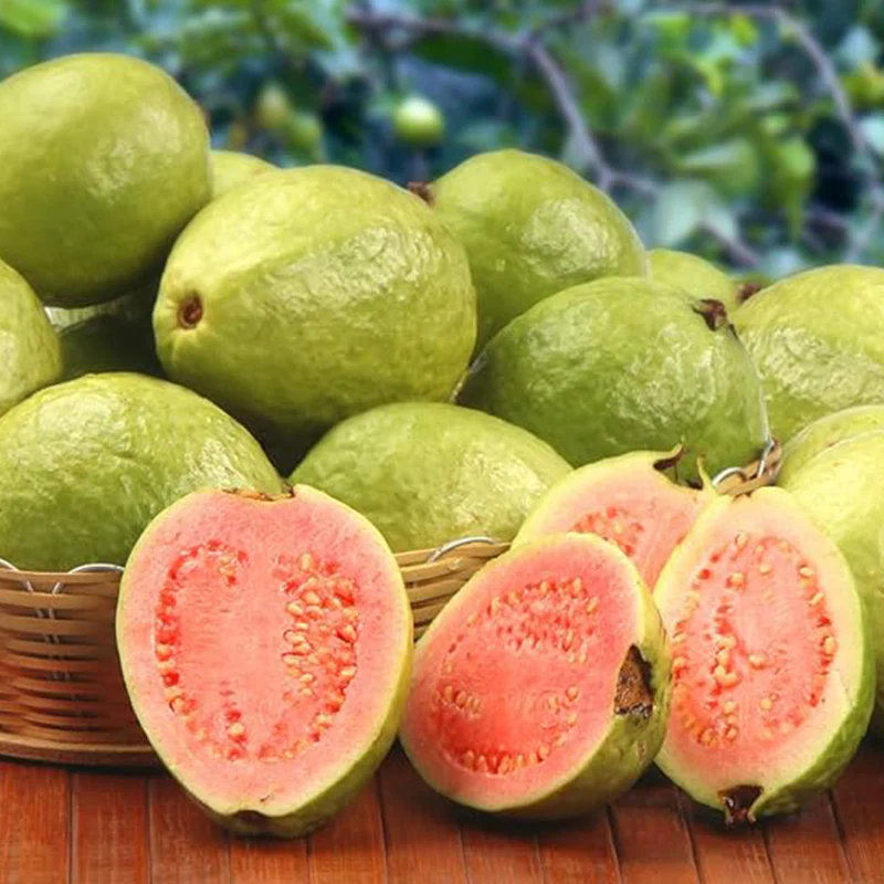 Guava Fruit Tree Seeds for Planting - Exotic and Delicious Tropical Fruit. Great for Live Indoor Bonsai Tree - Fruit Seed for Sewing - Image 2