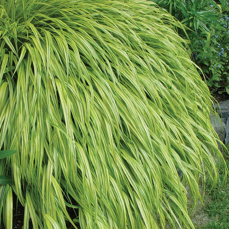 Hakonechloa, Aureola - Image 3