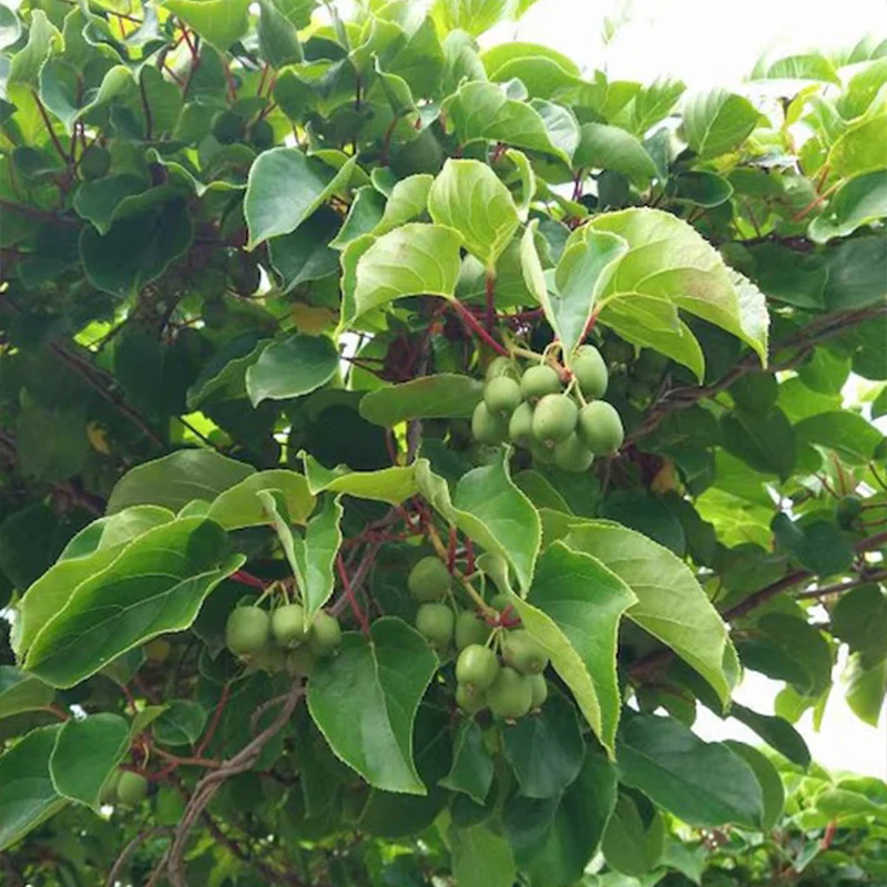 Hardy Kiwi Seeds (actinidia arguta) - Image 3