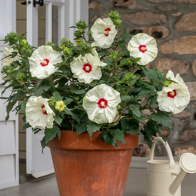Hibiscus, French Vanilla - Image 3