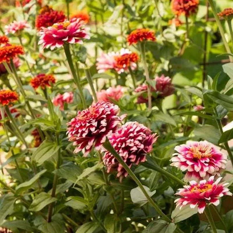 Hidden Dragon Zinnia Seeds - Image 5