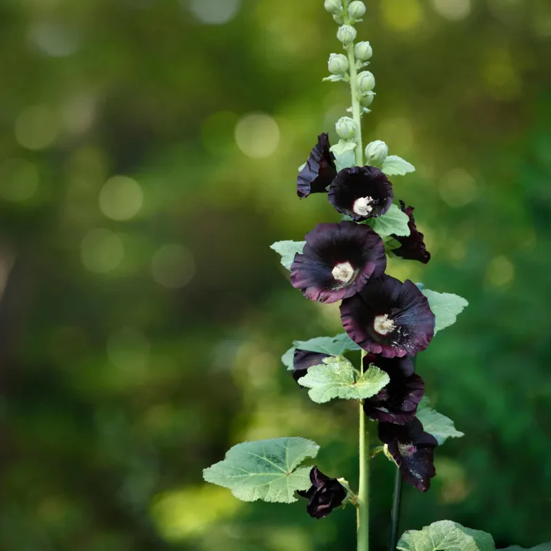 Hollyhock Henry The Eighth Black Flower - Image 2