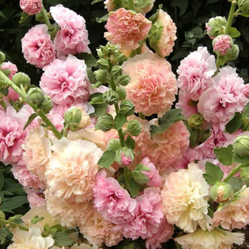 Hollyhock Seeds Carnival Mix Giant Mallow Double Hollyhock Flowers Seed Perennial Outdoor Home Garden Flower - Image 3
