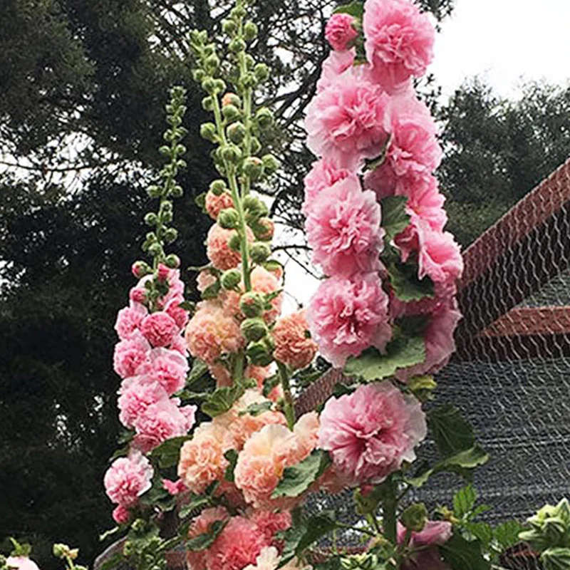 Hollyhock Seeds Carnival Mix Giant Mallow Double Hollyhock Flowers Seed Perennial Outdoor Home Garden Flower - Image 4
