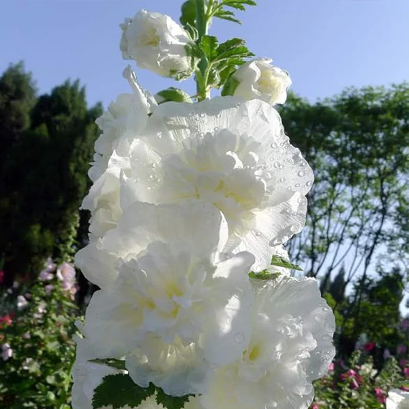 Carnival Mix Double Hollyhocks Flower Seeds for Planting - Image 5