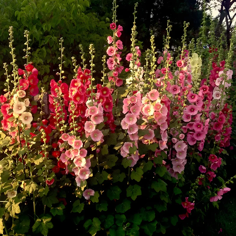 Hollyhock Seeds - Single Mix - Image 6