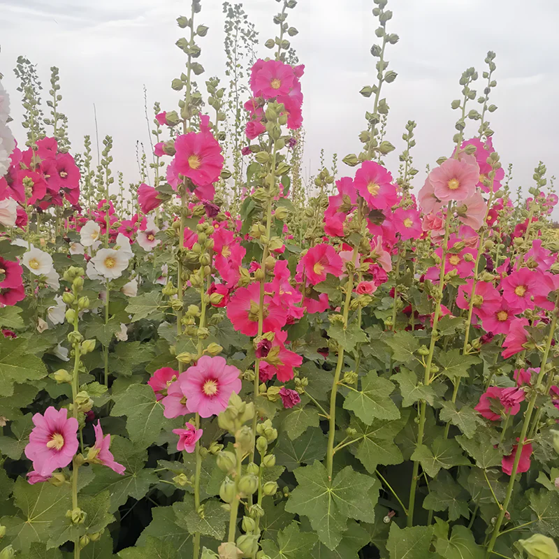 Hollyhock Seeds - Single Mix - Image 8