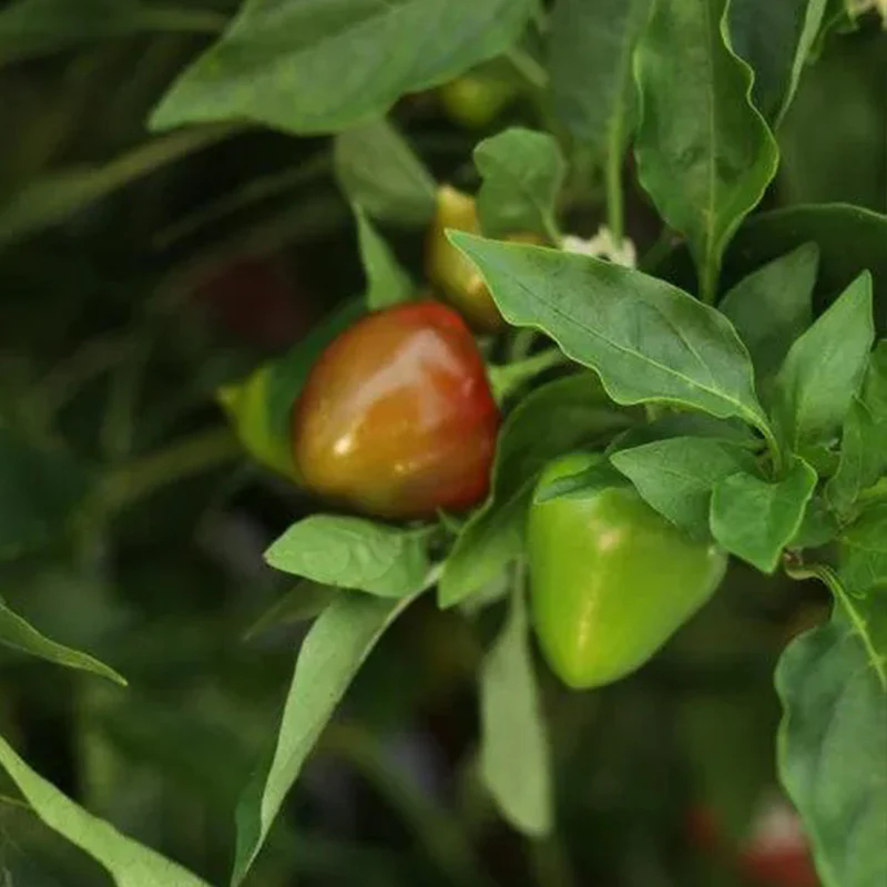 Hot Pepper Seeds - Image 2