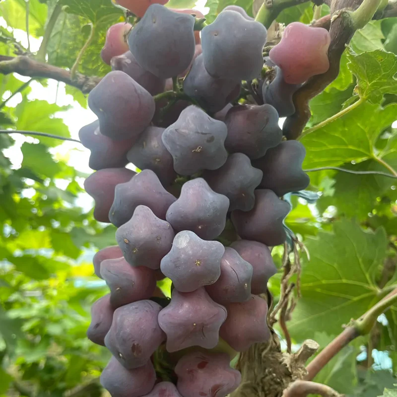 Hot Sale Rare And Beautiful Breed Star Grape Seeds - Image 4