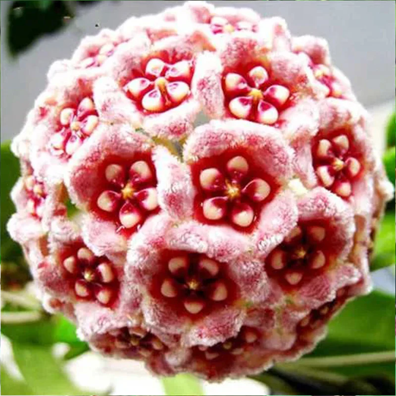 Hoya Carnosa Mixed Color Seeds