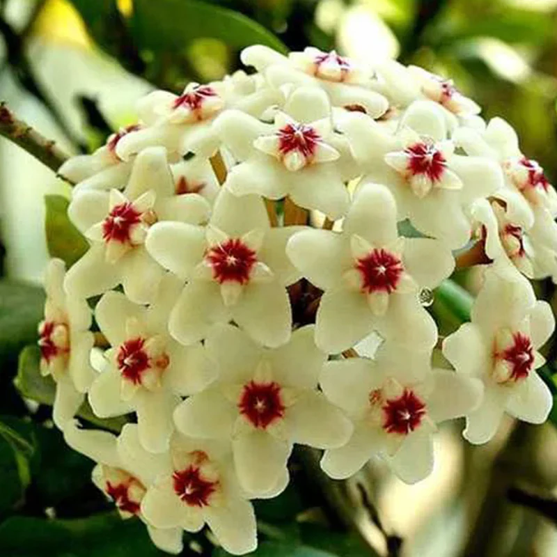 Hoya Carnosa Mixed Color Seeds - Image 6