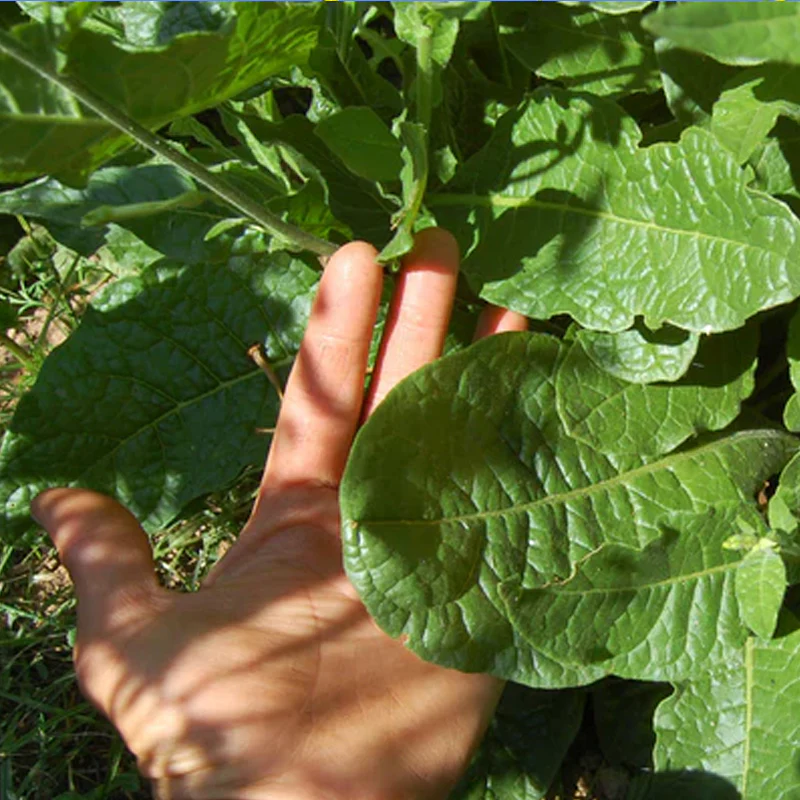 Huichol / Langsdorff's Tobacco Seed - Image 2