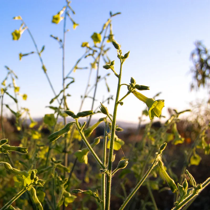 Huichol / Langsdorff's Tobacco Seed - Image 3