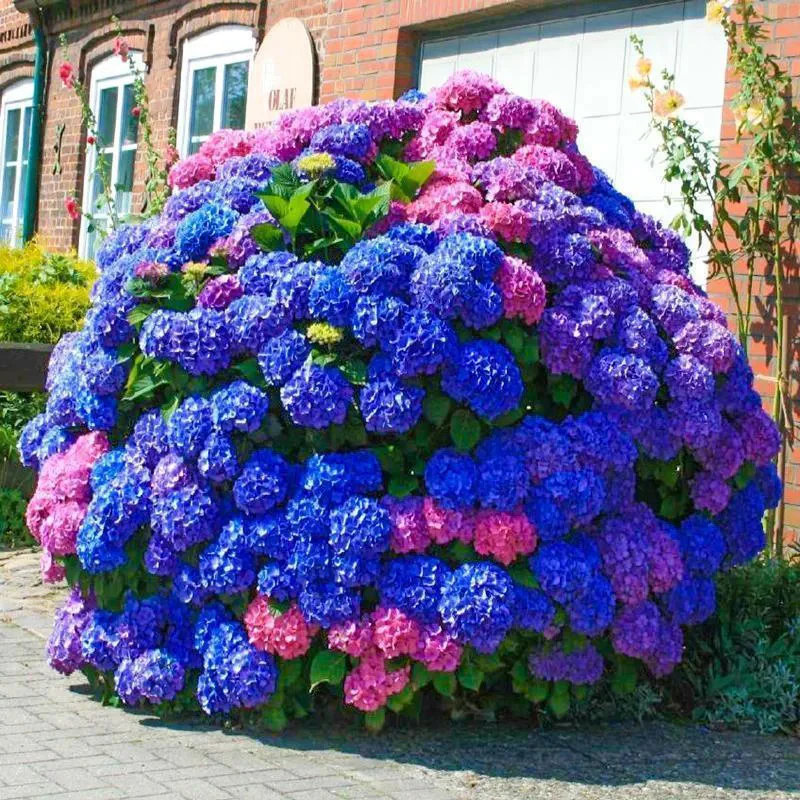 Hydrangea Seed Bonsai Flower Seeds Hydrangea Perennial Garden Home - Image 10