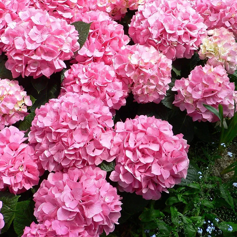 Hydrangea Seed Bonsai Flower Seeds Hydrangea Perennial Garden Home - Image 7