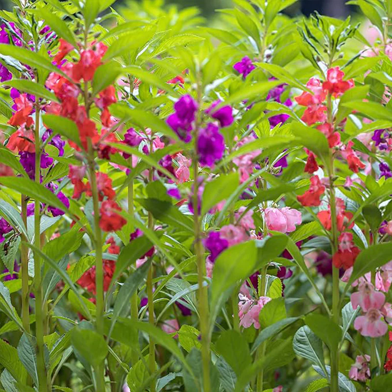 Impatiens Balsam Garden Flower Seed Mix for Planting - Image 3