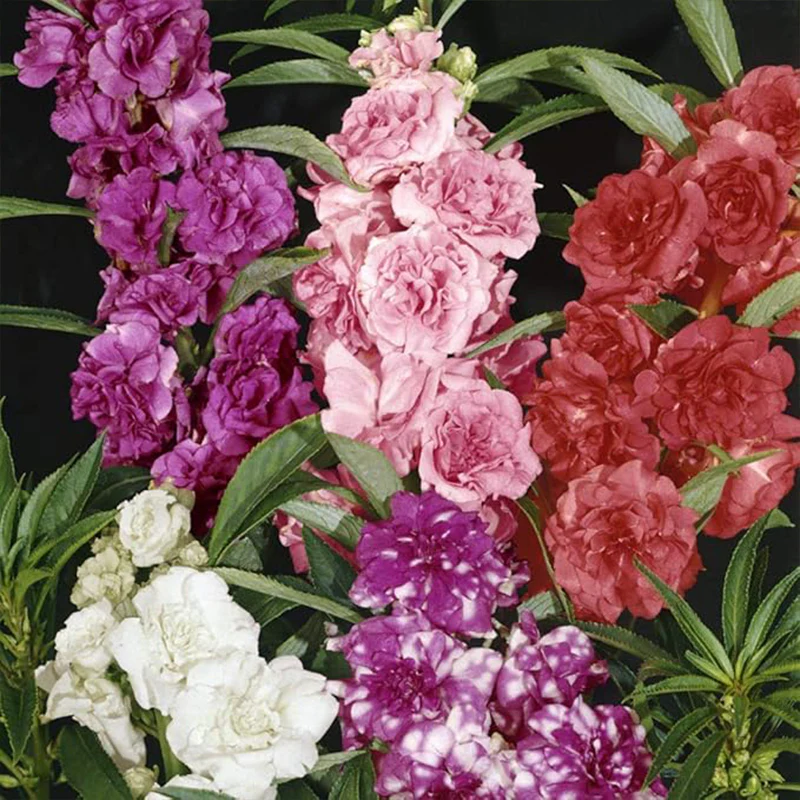 Impatiens Balsam Garden Flower Seed Mix for Planting - Image 4