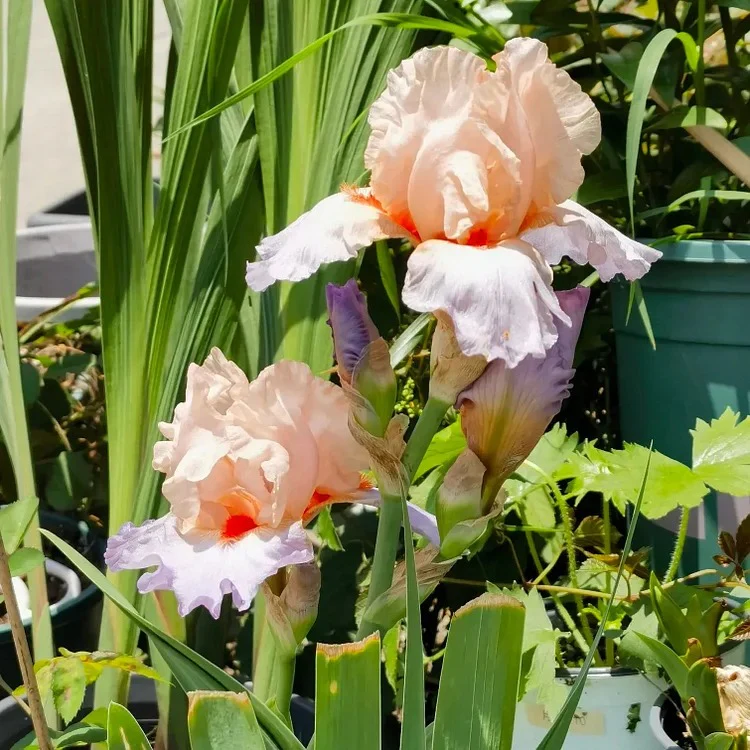 Iris Germanica 'French Cancan' - Image 5