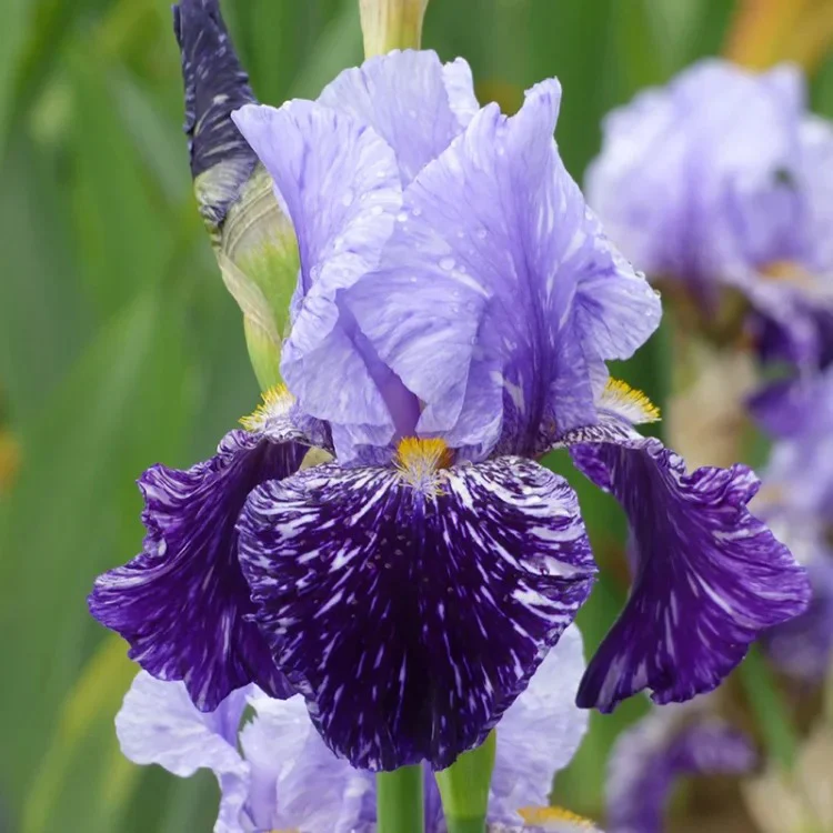 Iris germanica 'Millennium Falcon' - Image 2