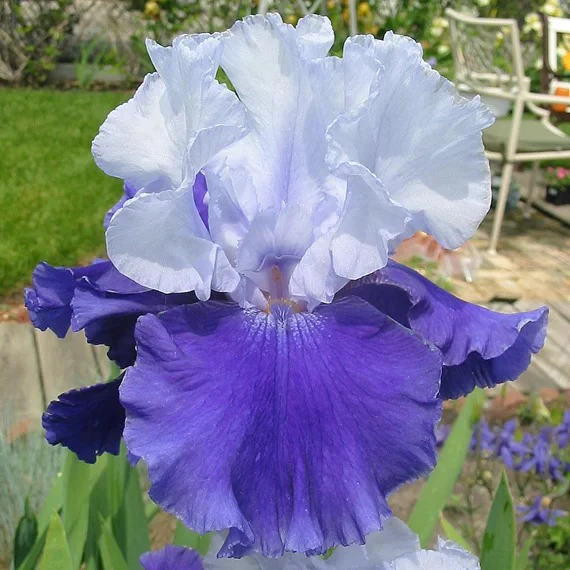 Iris Germanica 'Over Alaska' - Image 3