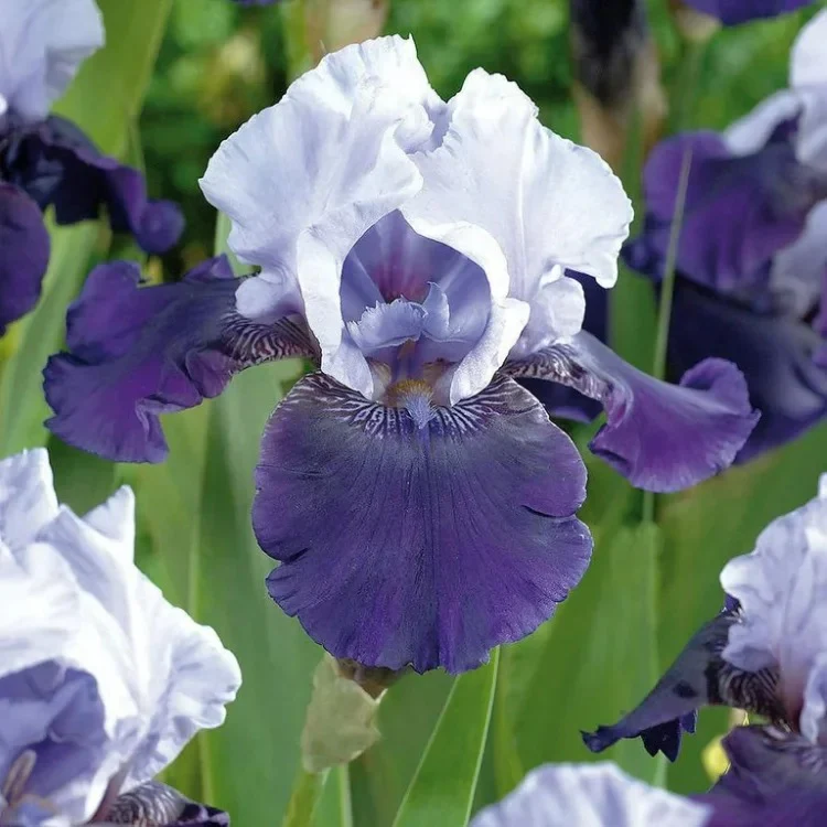 Iris Germanica 'Over Alaska' - Image 4