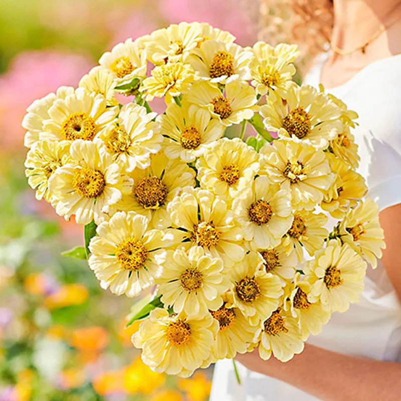 Isabellina Zinnia Flower Seeds - Image 3