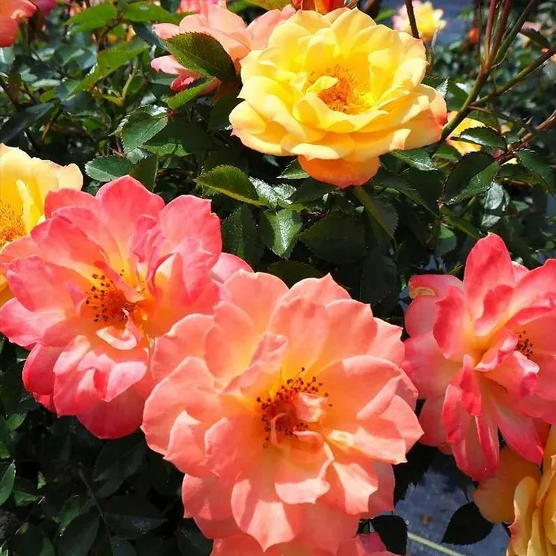 Italian Ice Rose Seeds - Image 2
