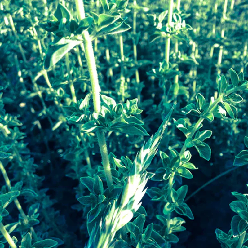 Italian Oregano - Image 2