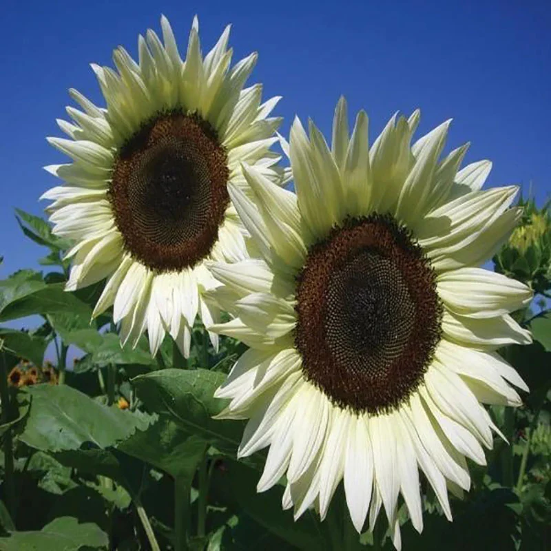 Italian White Sunflower Seeds
