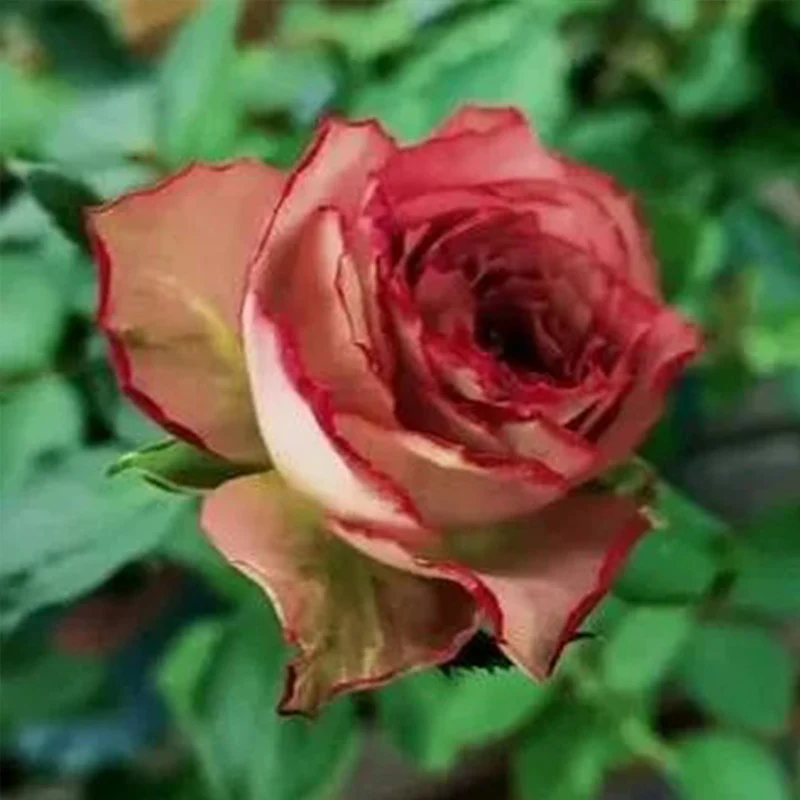 Japanese rare 'British Beats' shrub rose Seeds - Image 2