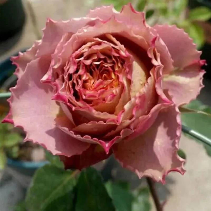 Japanese rare 'British Beats' shrub rose Seeds - Image 3