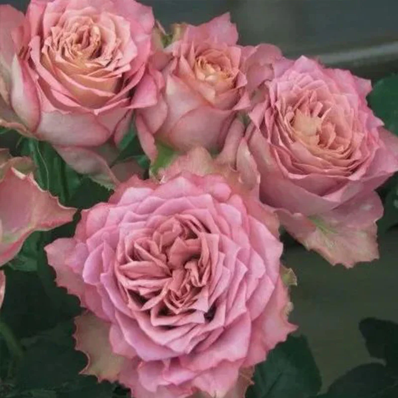 Japanese rare 'British Beats' shrub rose Seeds - Image 5