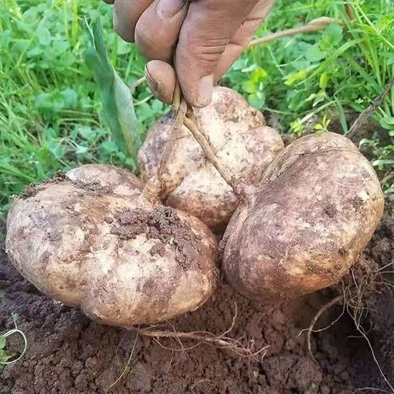 Jicama Seeds Heirloom Mexican Yam Bean Non-GMO Mexican Turnip Seeds Fresh Garden Seeds - Image 3