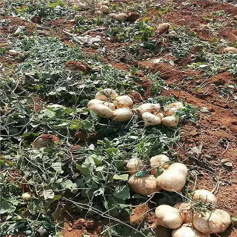 Jicama Seeds Heirloom Mexican Yam Bean Non-GMO Mexican Turnip Seeds Fresh Garden Seeds - Image 4
