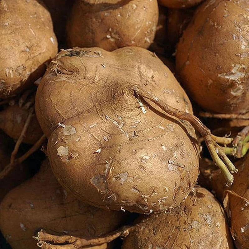 Jicama Seeds Heirloom Mexican Yam Bean Non-GMO Mexican Turnip Seeds Fresh Garden Seeds - Image 5