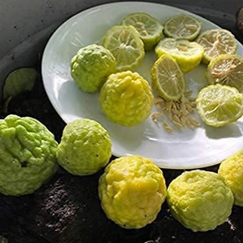 Thai Kaffir Lime Fruit Seeds - Image 2