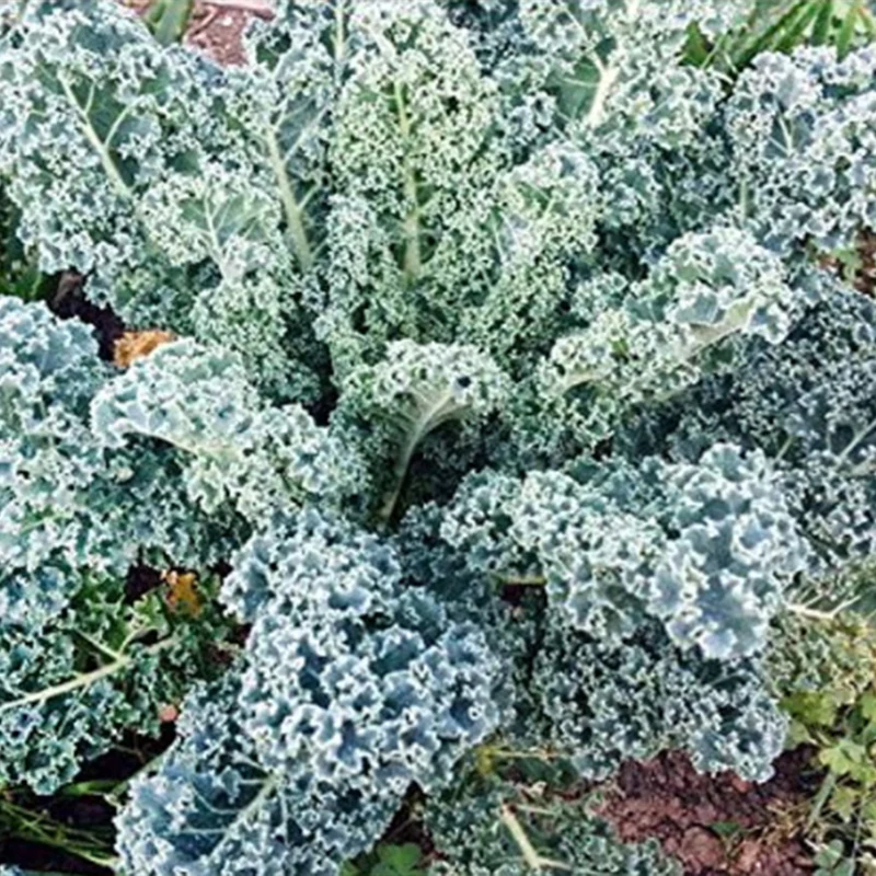 Kale Mixed Seeds, This is a Mix!Dwarf Blue Curled, Lacinato Dinosaur, Siberian Dwarf, Russian Red - Image 5