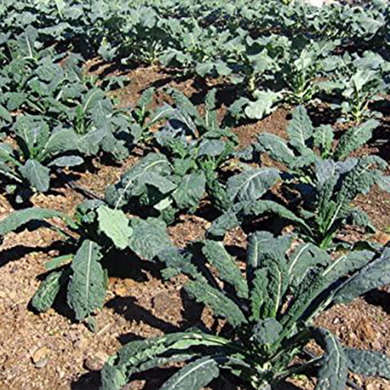 Kale Mixed Seeds, This is a Mix!Dwarf Blue Curled, Lacinato Dinosaur, Siberian Dwarf, Russian Red - Image 6