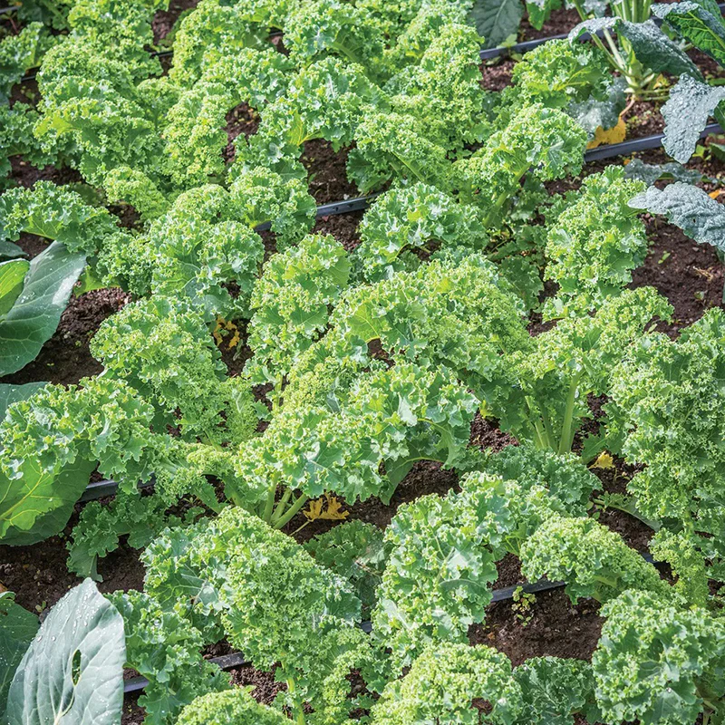 Kale, Prizm Hybrid - Image 3