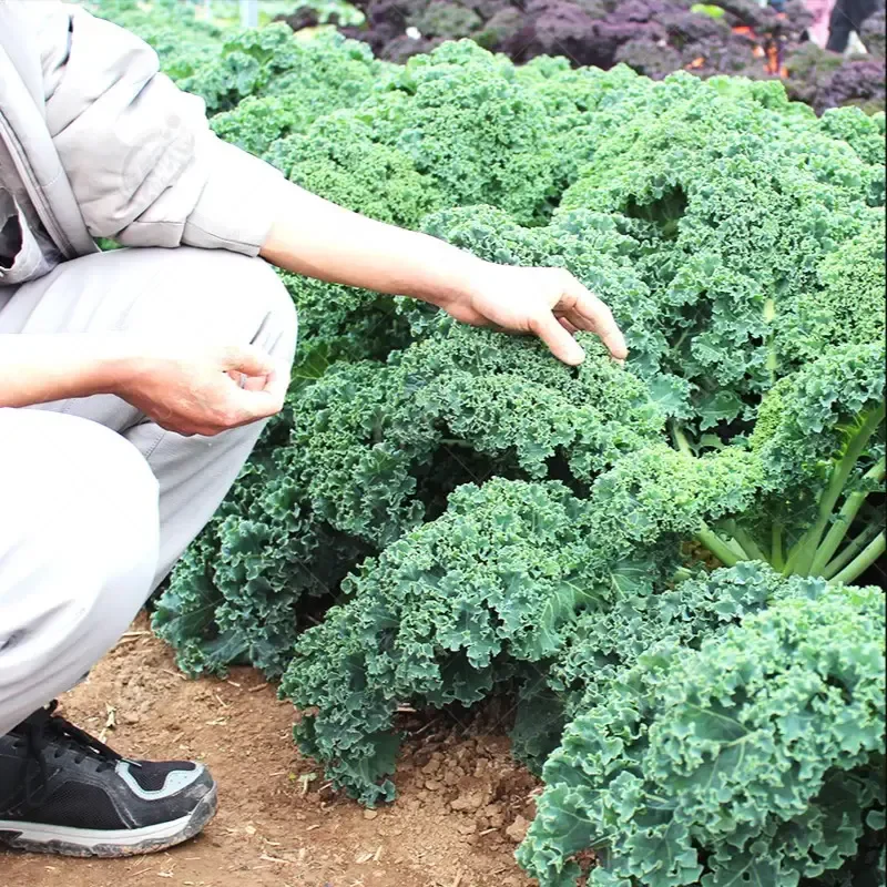 Kale Seeds - Image 5