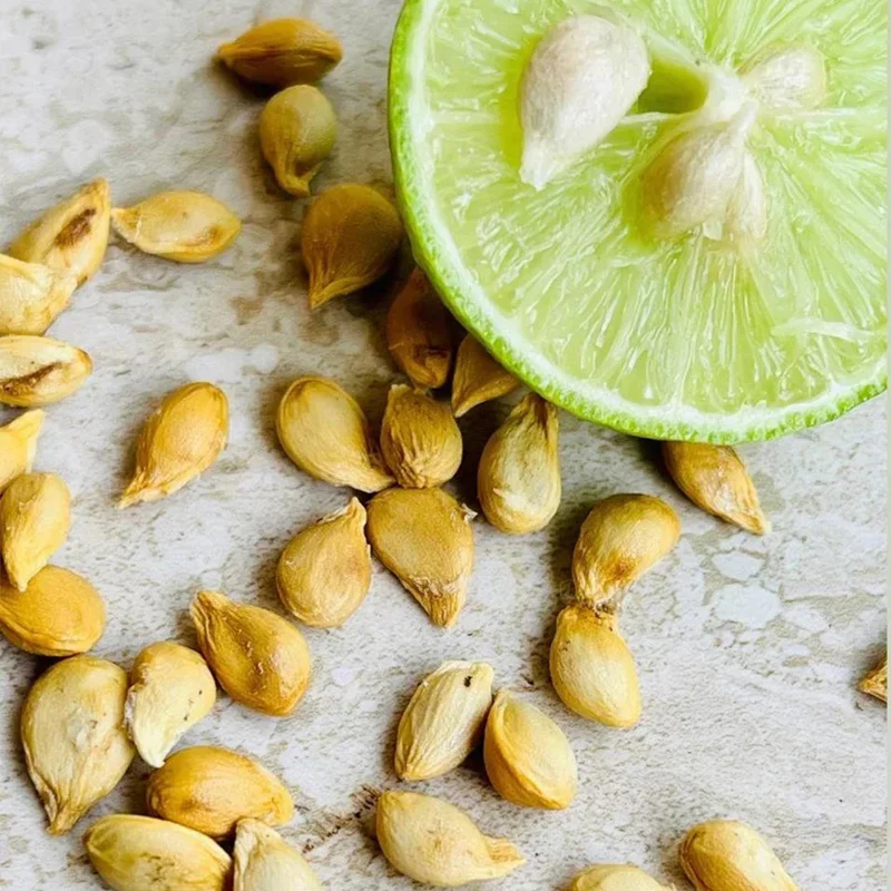 Key Lime Seeds for Planting Home Gardening, Rare Fruit Seeds - Image 3