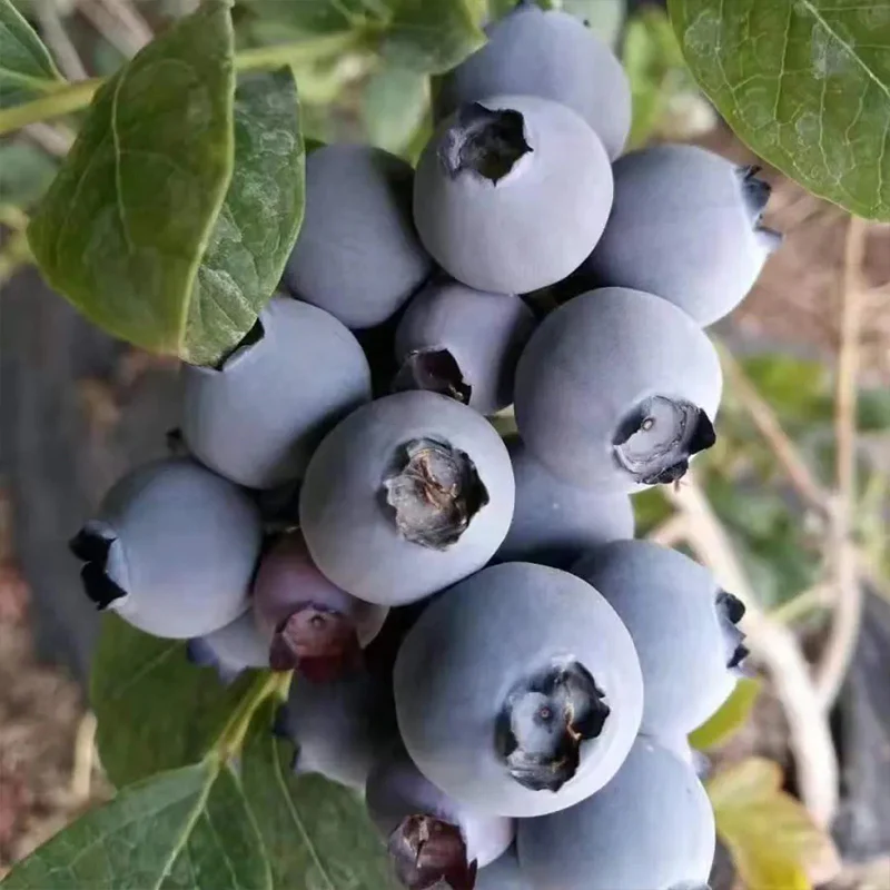 King of Berries - Giant Blueberry Fruit Seeds - Four Seasons Plants - Image 10