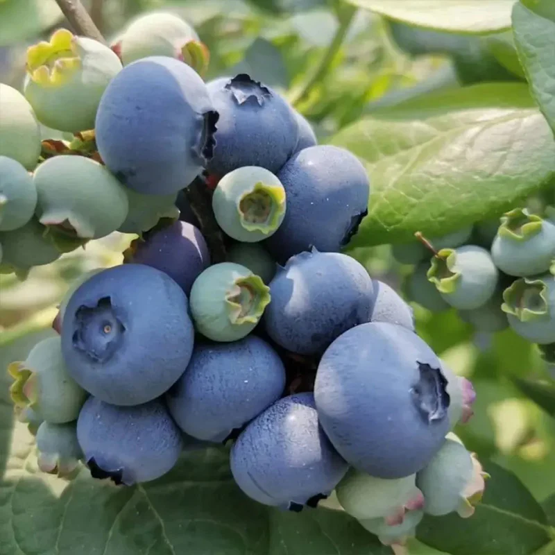 King of Berries - Giant Blueberry Fruit Seeds - Four Seasons Plants - Image 11