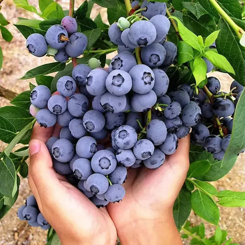 King of Berries - Giant Blueberry Fruit Seeds - Four Seasons Plants - Image 3