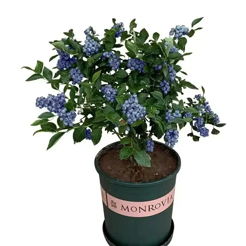 King of Berries - Giant Blueberry Fruit Seeds - Four Seasons Plants - Image 5