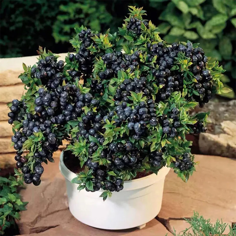 King of Berries - Giant Blueberry Fruit Seeds - Four Seasons Plants - Image 6