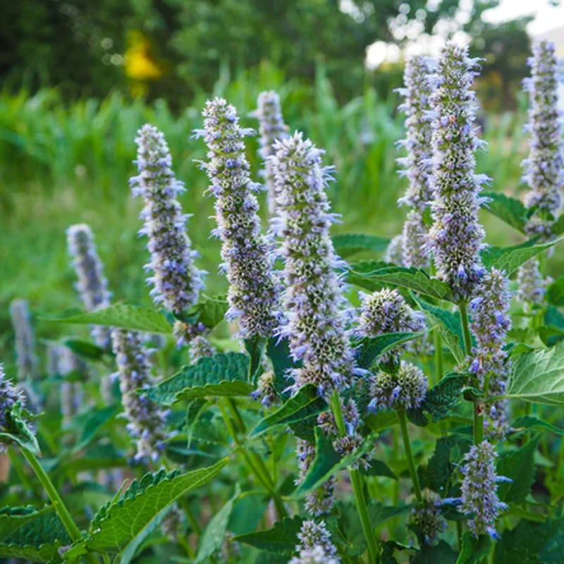 Korean Licorice Mint - Image 3