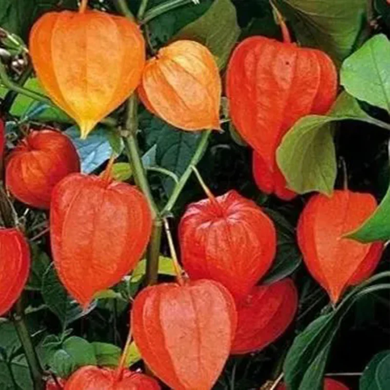 Lantern Cherry Seeds Winter Ground Cherry Strawberry Ground Cherry - Image 5